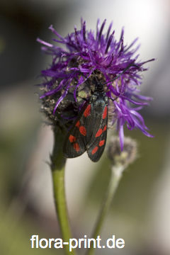 Schmetterling