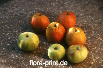 Obst_Apfel