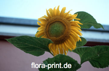  Pflanzenportrait_Sonnenblume
