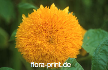 Pflanzenportrait_Sonnenblume