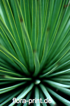 agave_stricta_2