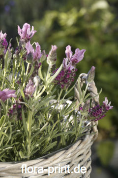 Lavendel15.jpg