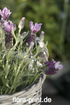 Lavendel17.jpg