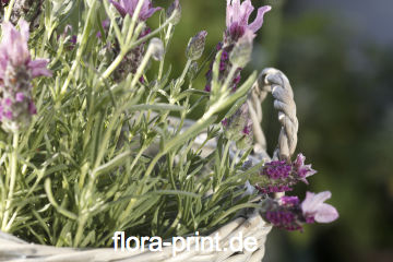 Lavendel18.jpg