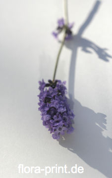 Lavendel23.jpg