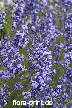 Lavendel_11.jpg
