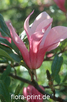 magnoliaceae_magnolia-liliiflora.jpg